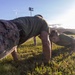 HQSVCBN MARFORPAC conducts physical training and cake cutting ceremony
