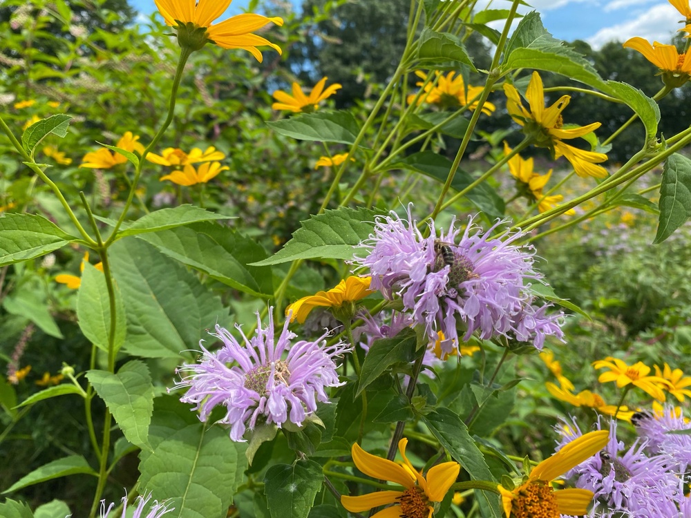 Summertime sweetness: Woodcock Creek Lake apiary supports pollinator populations for tomorrow and beyond