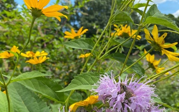 Summertime sweetness: Woodcock Creek Lake apiary supports pollinator populations for tomorrow and beyond