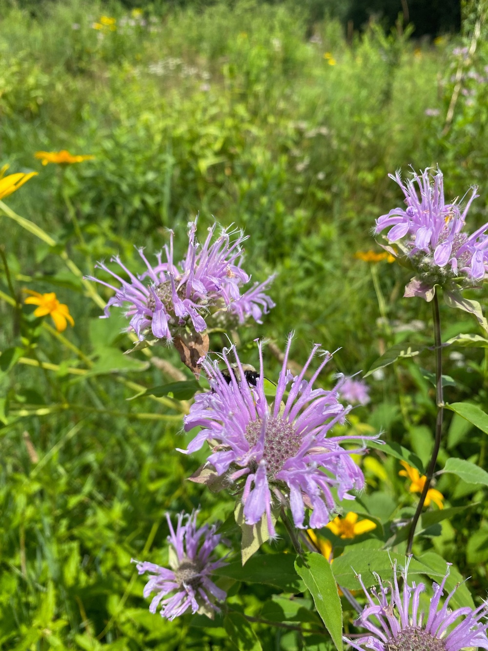 Summertime sweetness: Woodcock Creek Lake apiary supports pollinator populations for tomorrow and beyond