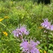 Summertime sweetness: Woodcock Creek Lake apiary supports pollinator populations for tomorrow and beyond