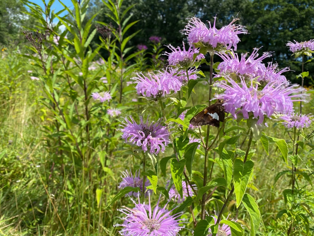 Summertime sweetness: Woodcock Creek Lake apiary supports pollinator populations for tomorrow and beyond