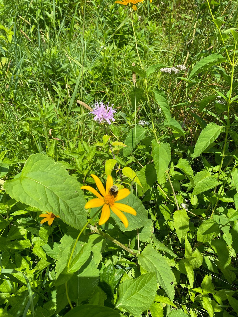 Summertime sweetness: Woodcock Creek Lake apiary supports pollinator populations for tomorrow and beyond