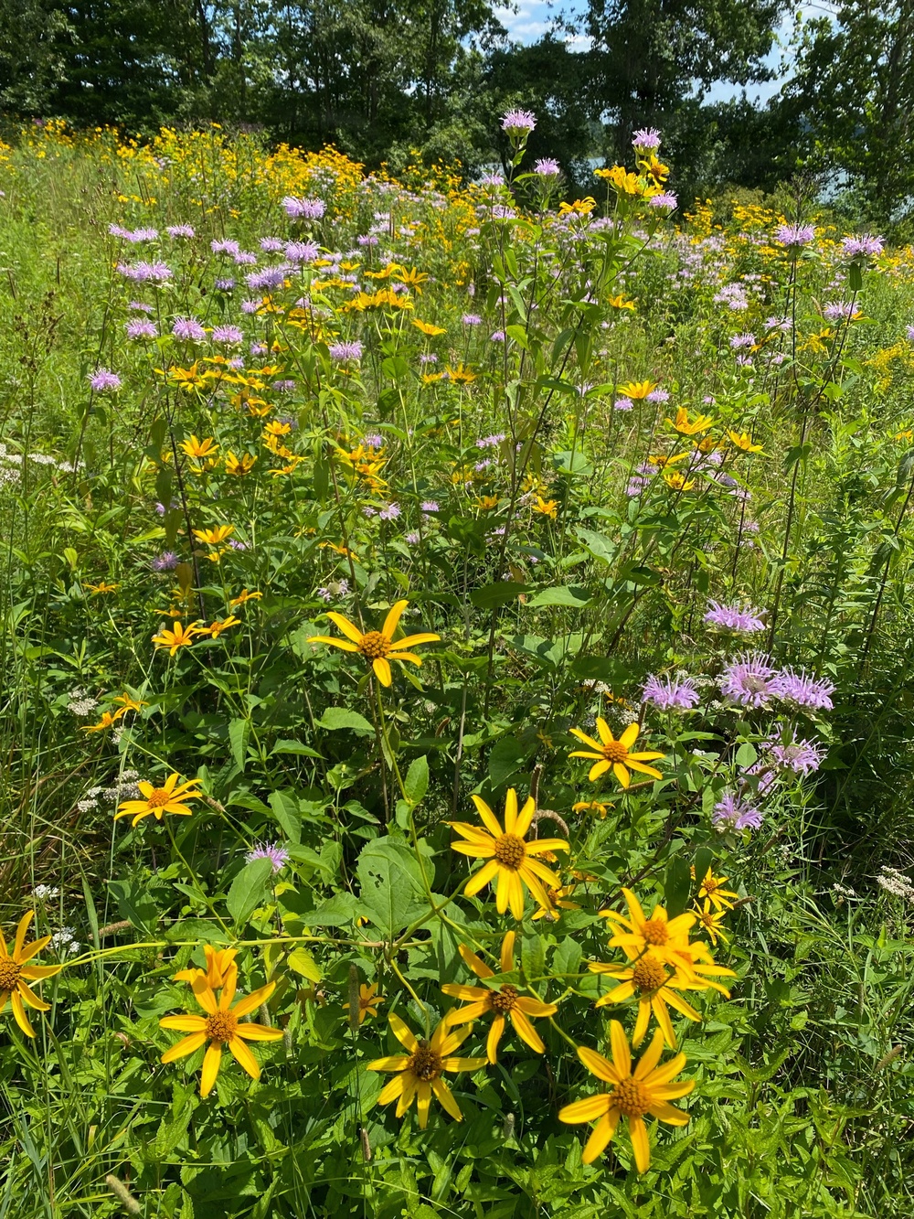 Summertime sweetness: Woodcock Creek Lake apiary supports pollinator populations for tomorrow and beyond