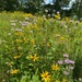 Summertime sweetness: Woodcock Creek Lake apiary supports pollinator populations for tomorrow and beyond