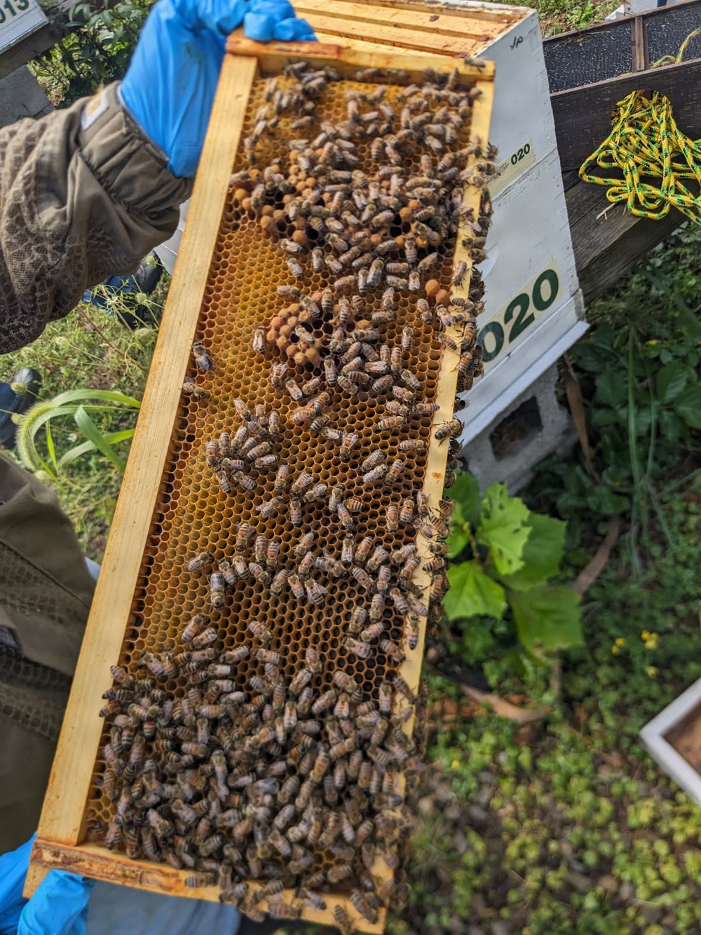 Summertime sweetness: Woodcock Creek Lake apiary supports pollinator populations for tomorrow and beyond