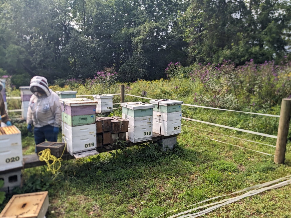 Summertime sweetness: Woodcock Creek Lake apiary supports pollinator populations for tomorrow and beyond