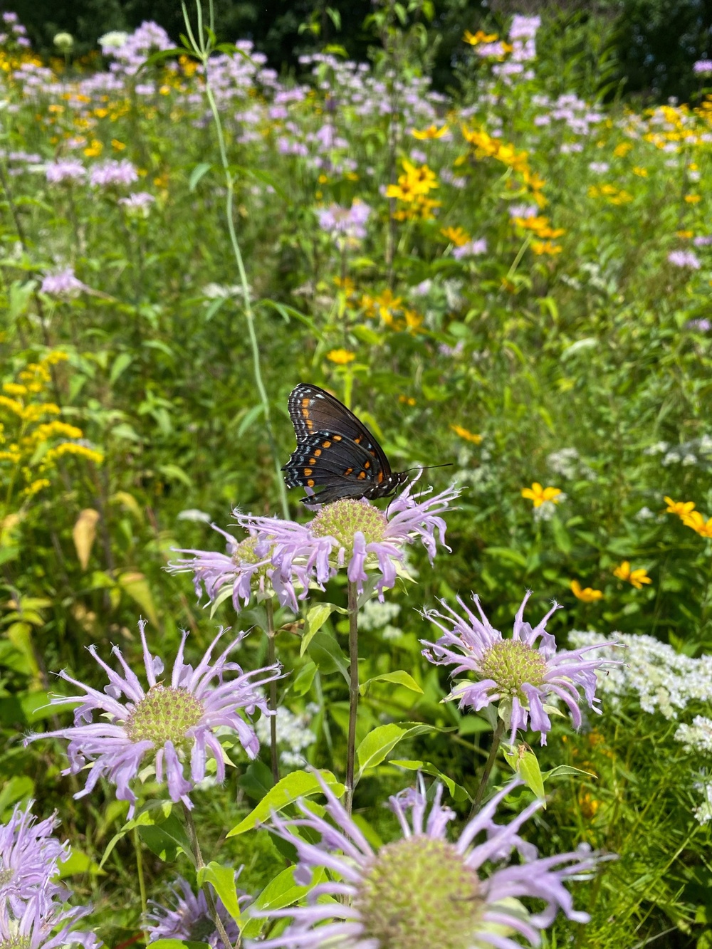 Summertime sweetness: Woodcock Creek Lake apiary supports pollinator populations for tomorrow and beyond