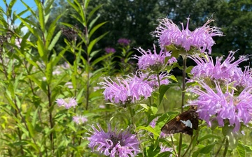 Summertime sweetness: Woodcock Creek Lake apiary supports pollinator populations for tomorrow and beyond