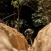 7th Communication Battalion Marines conduct jungle endurance obstacles at Jungle Warfare Training Center
