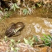 7th Communication Battalion Marines conduct jungle endurance obstacles at Jungle Warfare Training Center
