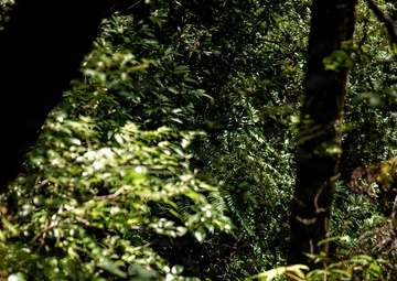 7th Communication Battalion Marines conduct jungle endurance obstacles at Jungle Warfare Training Center