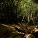 7th Communication Battalion Marines conduct jungle endurance obstacles at Jungle Warfare Training Center