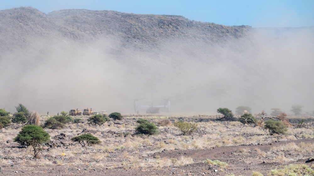 Exercise Bull Shark 26-1