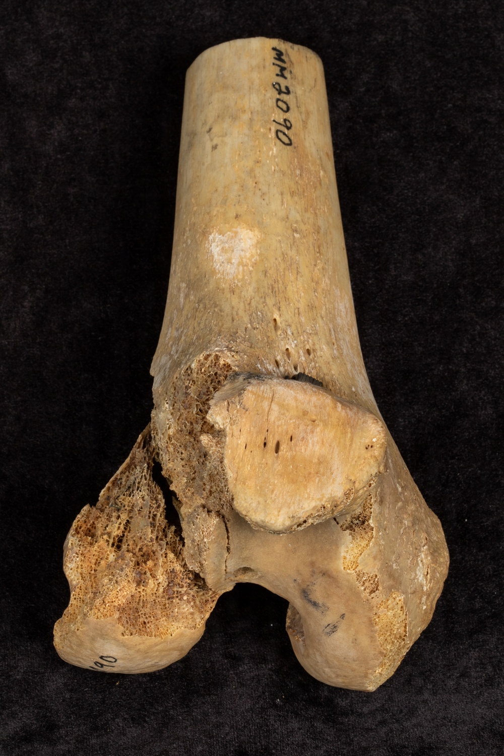 Battle of Fredericksburg Anatomical Specimen
