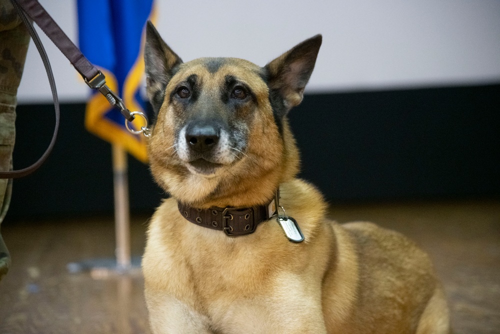Good boys! Military working dogs retire, adopted by their handlers