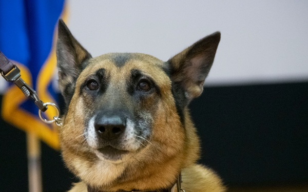 Good boys! Military working dogs retire, adopted by their handlers