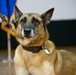 Good boys! Military working dogs retire, adopted by their handlers