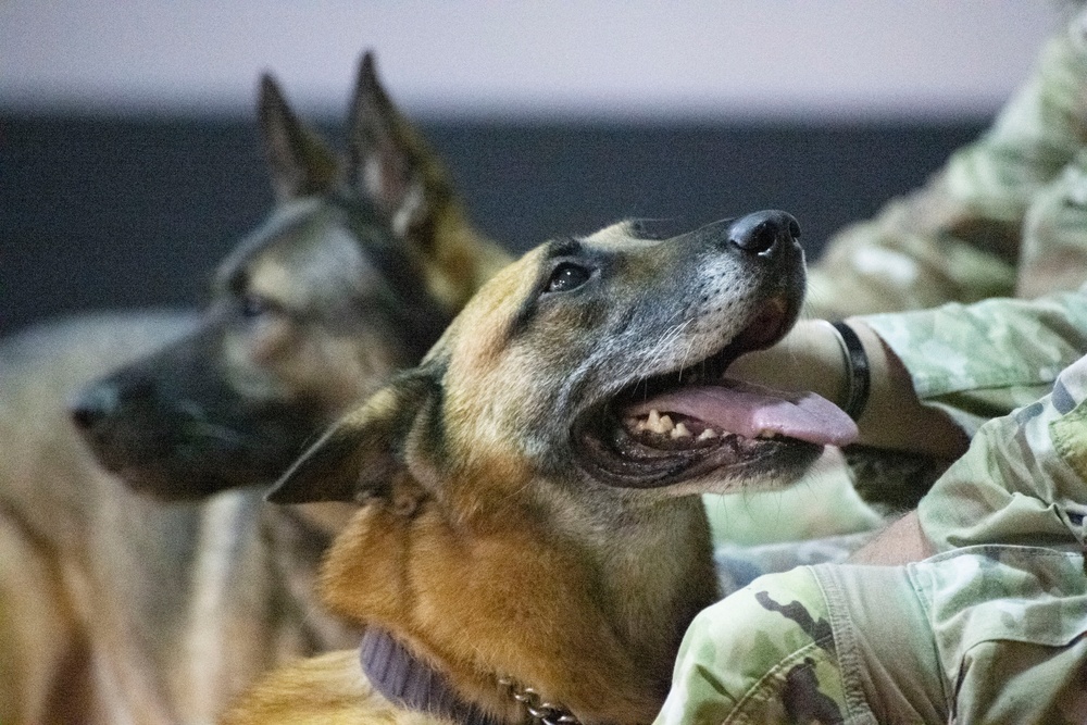 Good boys! Military working dogs retire, adopted by their handlers