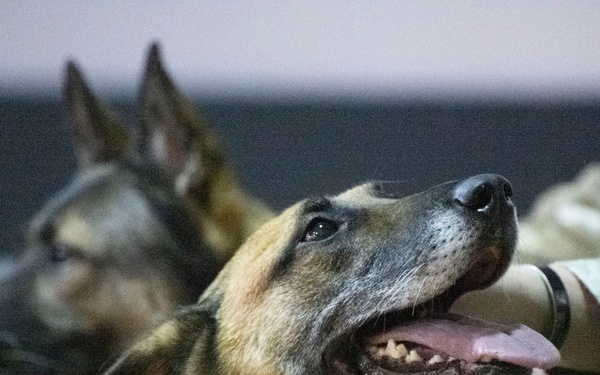Good boys! Military working dogs retire, adopted by their handlers