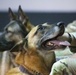 Good boys! Military working dogs retire, adopted by their handlers