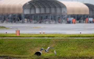 The First Line of Defense: How Iwakuni’s BASH Team Safeguards the Airfield