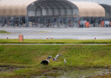The First Line of Defense: How Iwakuni’s BASH Team Safeguards the Airfield