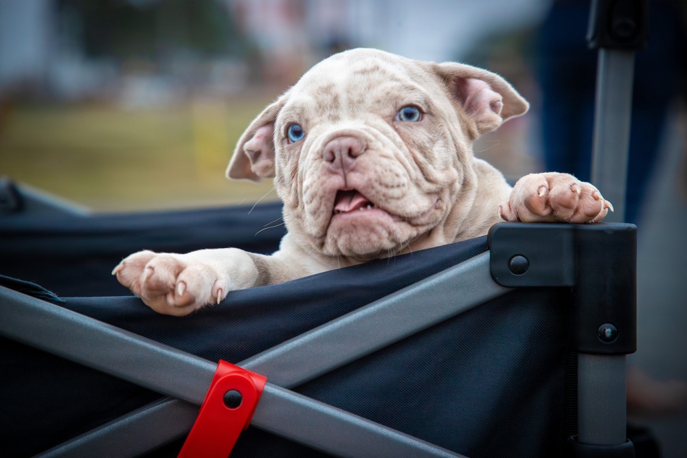 Toy Drive Ruck March 2025