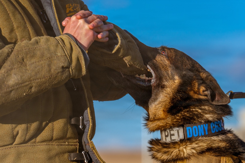 90th SFS Military Working Dog