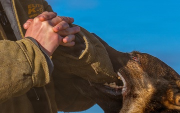 90th SFS Military Working Dog