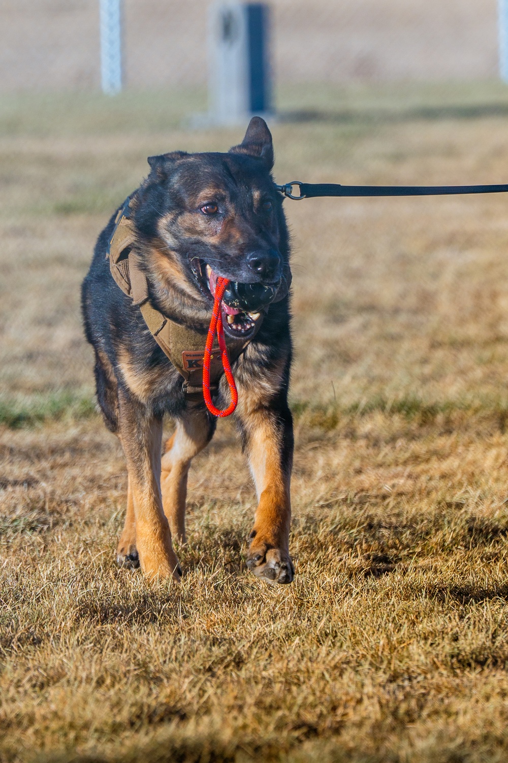 90th SFS Military Working Dog
