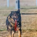 90th SFS Military Working Dog