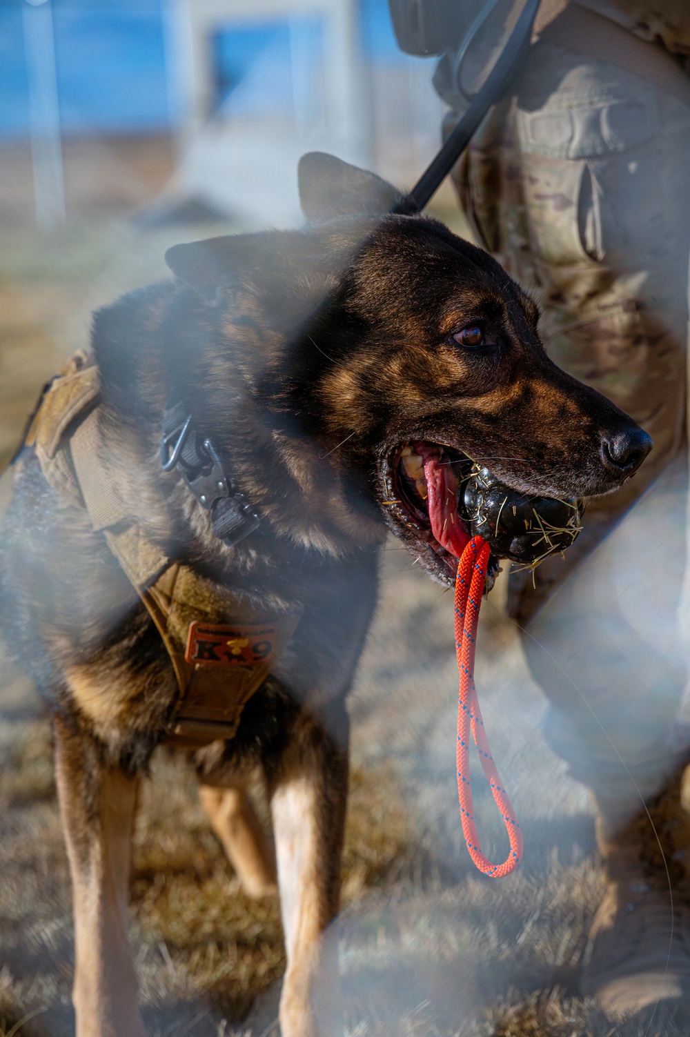 90th SFS Military Working Dog