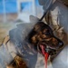 90th SFS Military Working Dog