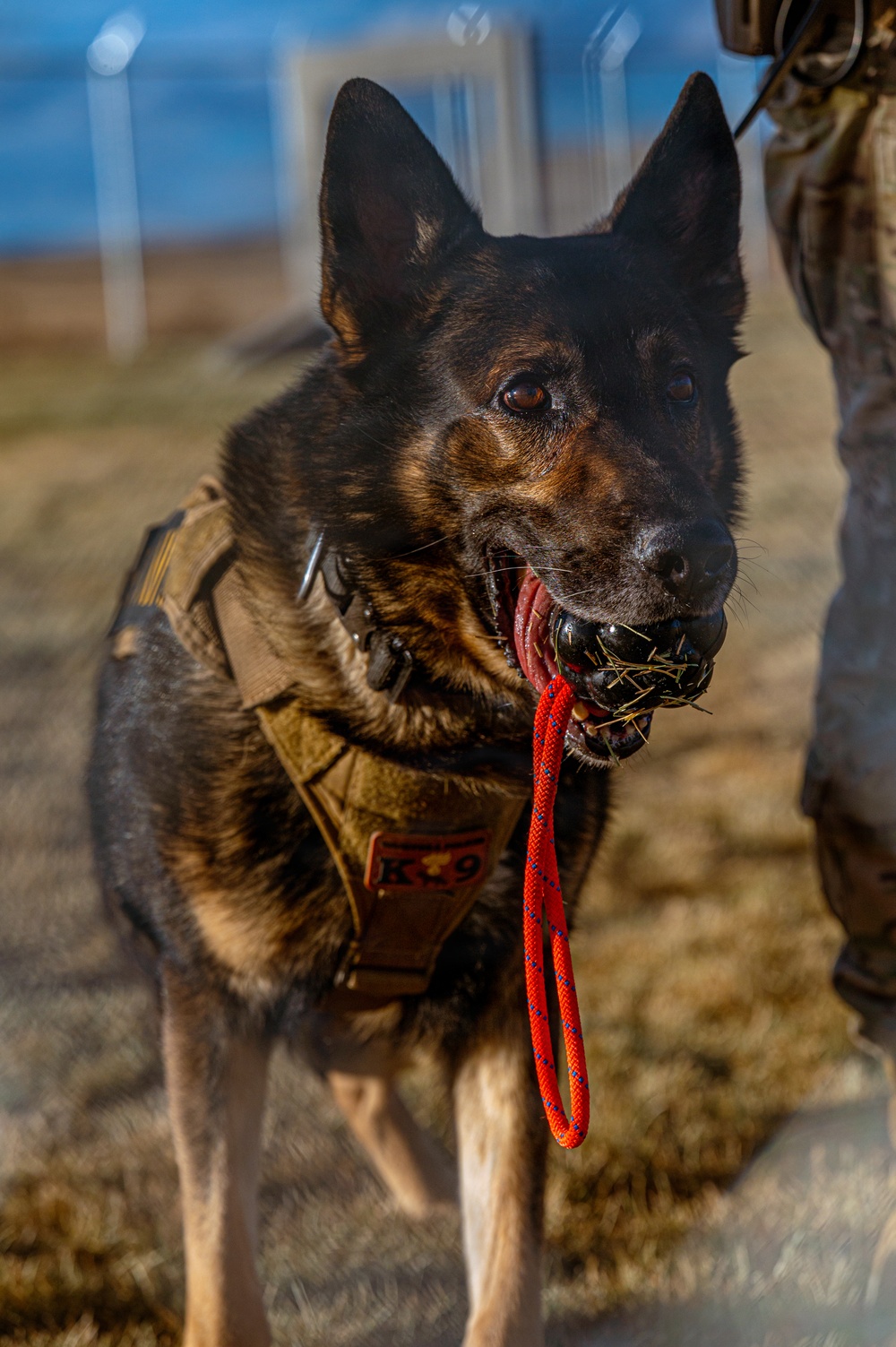 90th SFS Military Working Dog