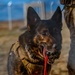 90th SFS Military Working Dog