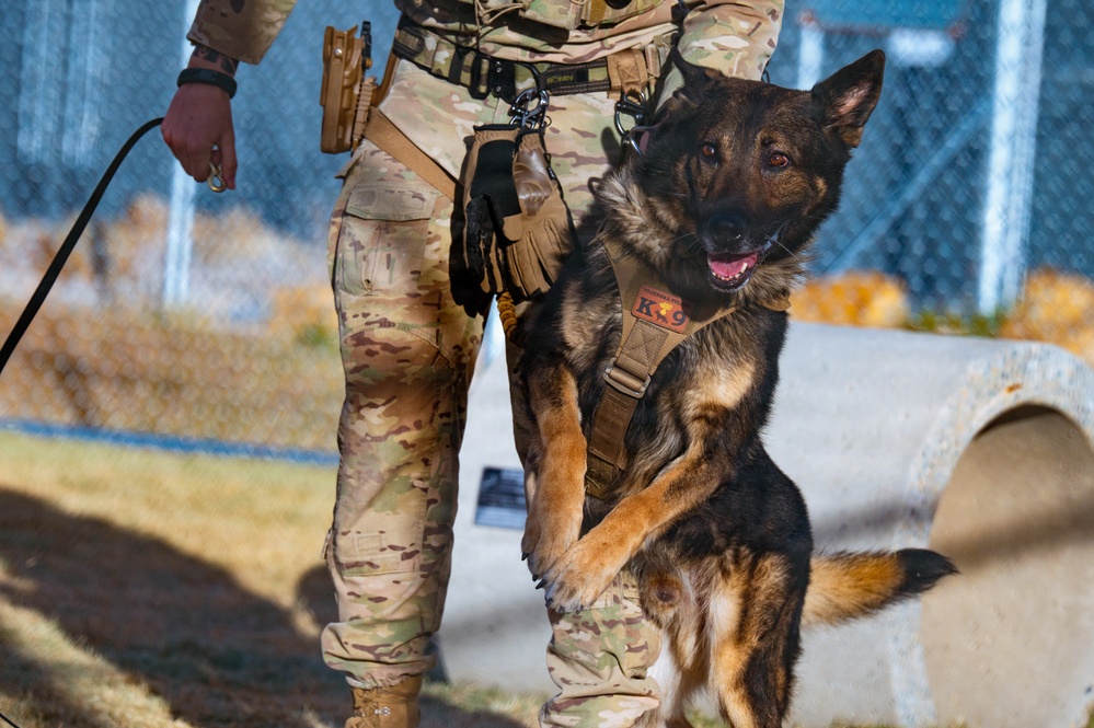 90th SFS Military Working Dog