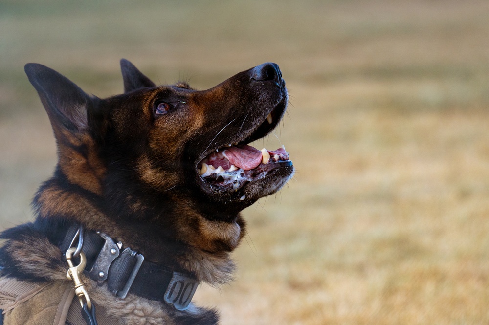 90th SFS Military Working Dog