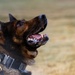 90th SFS Military Working Dog