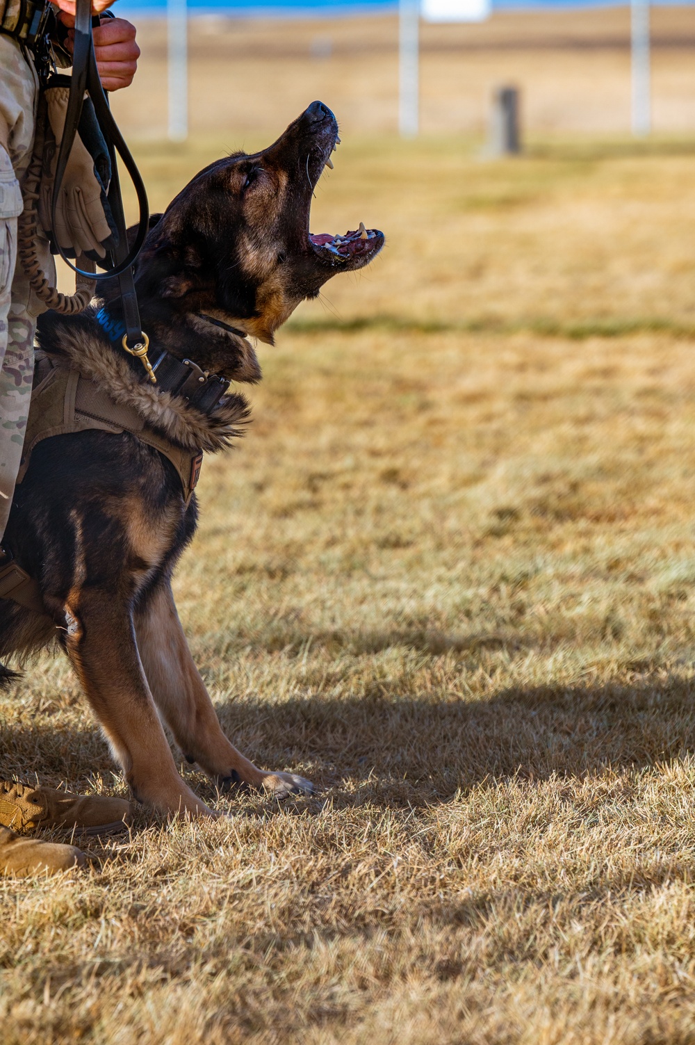 90th SFS Military Working Dog