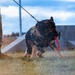 90th SFS Military Working Dog