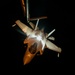 In the dead of night: F-35 Lightning II aircraft fly over CENTCOM