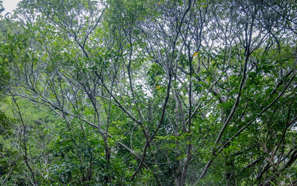 9th Engineer Support Battalion Host Multi-Terrain Loader New Equipment Training