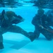 III MEF Marines hold water survival qualification