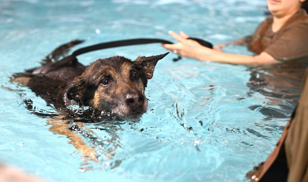 RAFM MWDs perform first water-confidence training in tri-base, UK