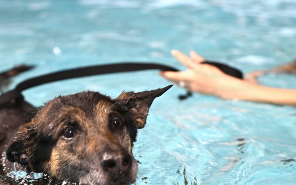 RAFM MWDs perform first water-confidence training in tri-base, UK