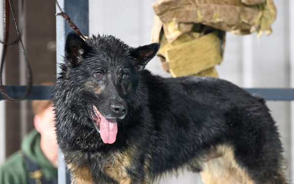 RAFM MWDs perform first water-confidence training in tri-base, UK