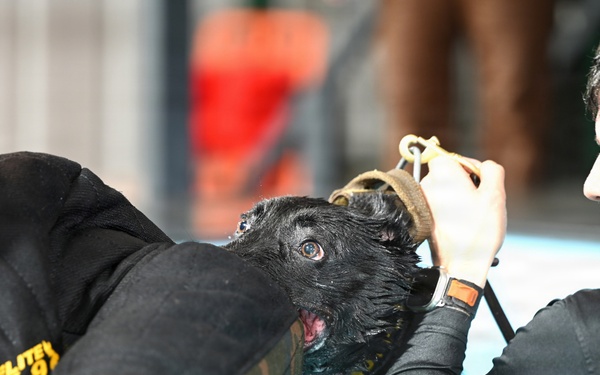 RAFM MWDs perform first water-confidence training in tri-base, UK