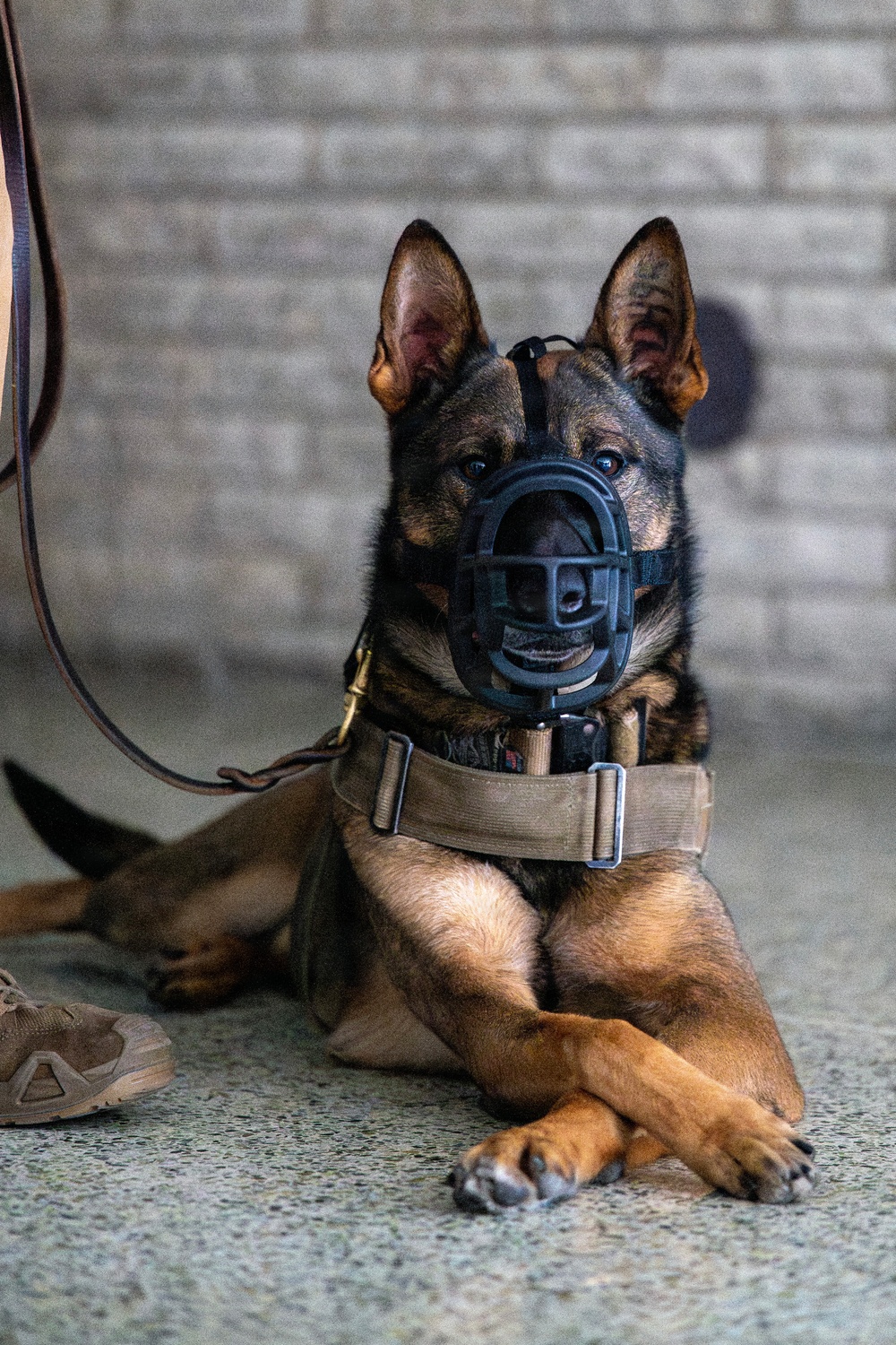 Fairchild AFB enhances medical readiness with K-9 Tactical Combat Casualty Care