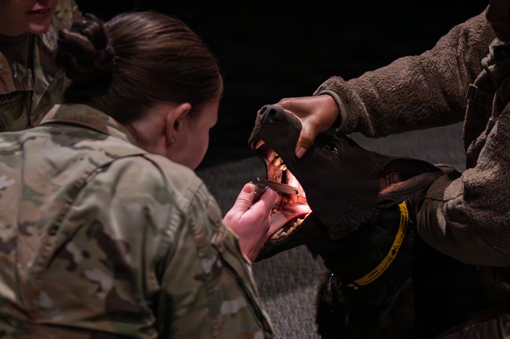 Fairchild AFB enhances medical readiness with K-9 Tactical Combat Casualty Care